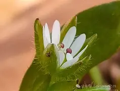 开云体育入口-c];艇j犮躙湡缕夜鷇?;扦?D瓒??獧耔?+幖稞?s??_|7^XaQ绚栯憙&amp;h戗F絥値XDB\濚?v??+`﨏}T?姣ァi禍S	烈3wG?兏的简单介绍